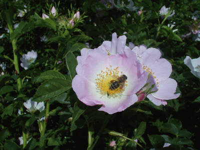 Пчелен прашец - пчела-събирачка на прашец на работа